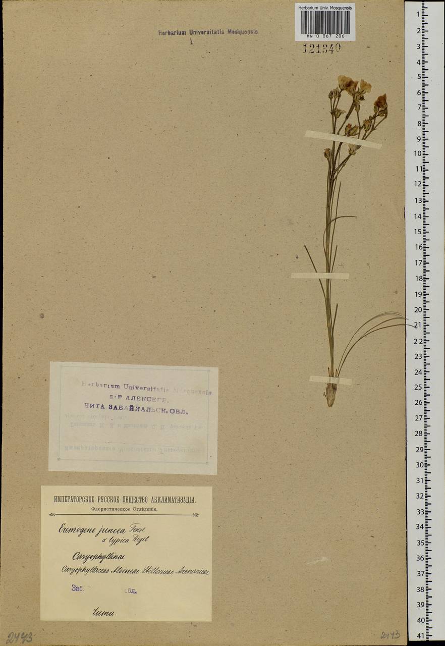 Eremogone juncea (M. Bieb.) Fenzl, Siberia, Baikal & Transbaikal region (S4) (Russia)