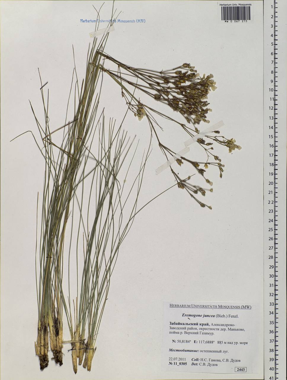 Eremogone juncea (Bieb.) Fenzl, Siberia, Baikal & Transbaikal region (S4) (Russia)