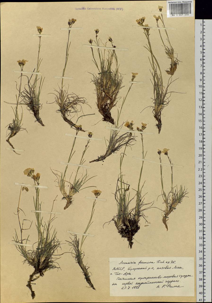 Eremogone formosa (Fisch. ex Ser.) Fenzl, Siberia, Yakutia (S5) (Russia)