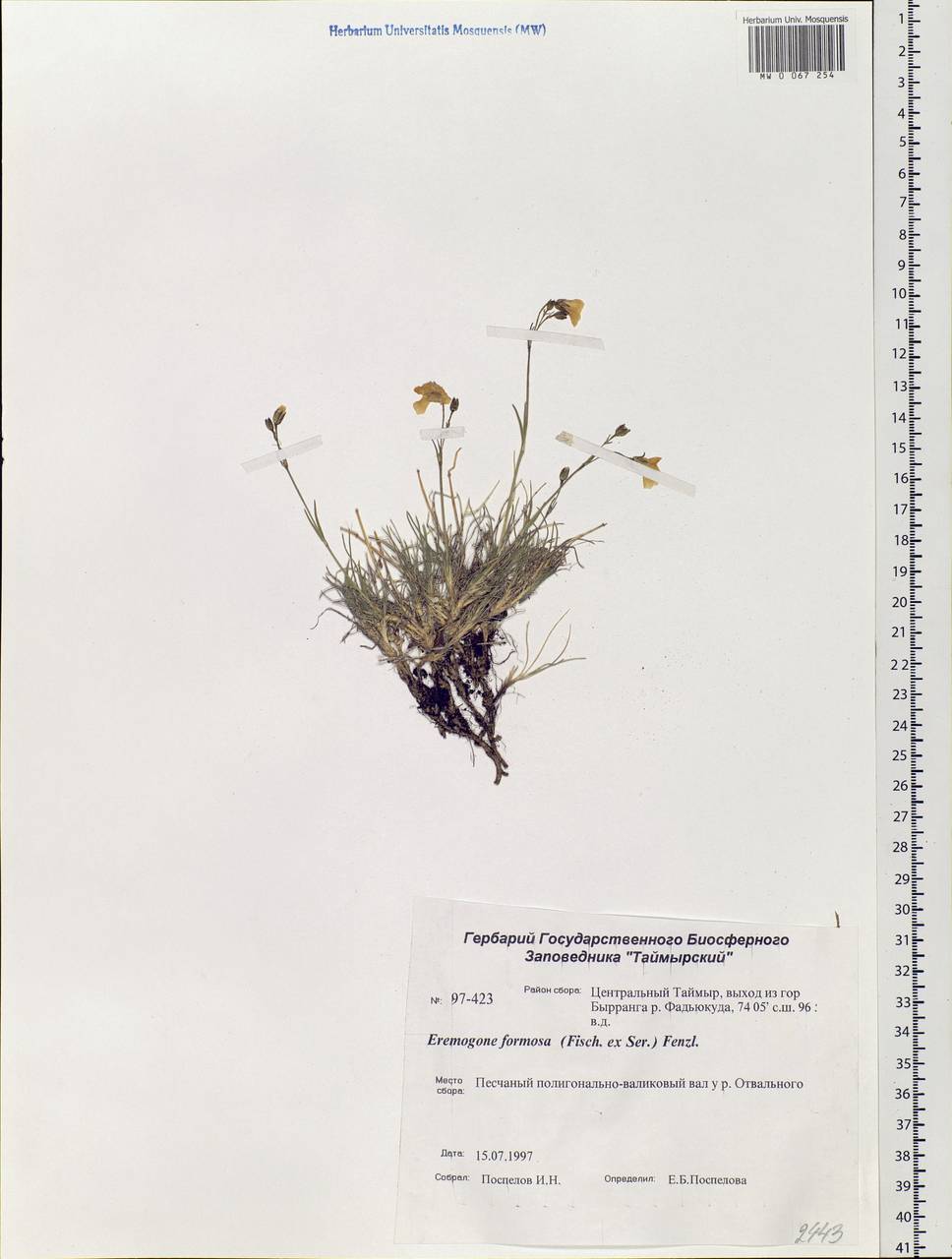 Eremogone formosa (Fisch. ex Ser.) Fenzl, Siberia, Central Siberia (S3) (Russia)