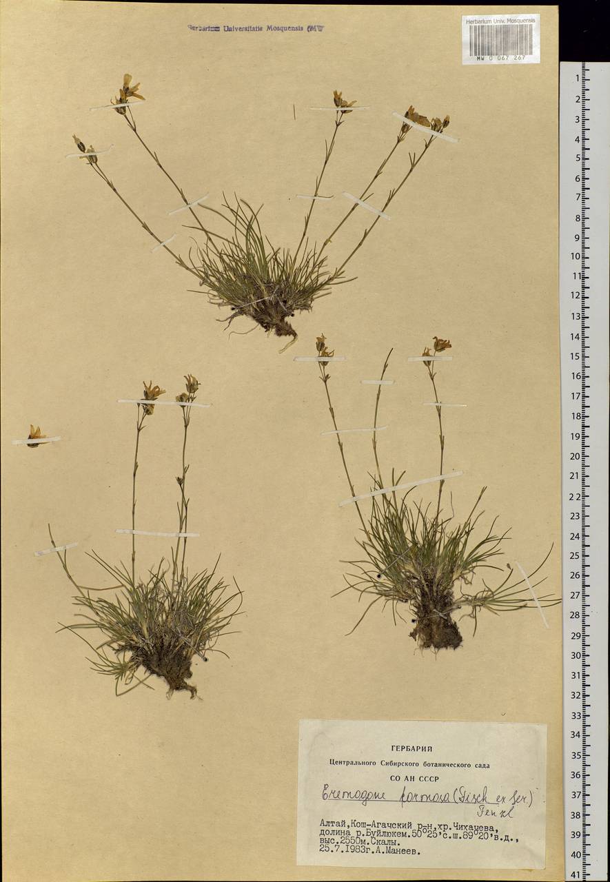 Eremogone formosa (Fisch. ex Ser.) Fenzl, Siberia, Altai & Sayany Mountains (S2) (Russia)