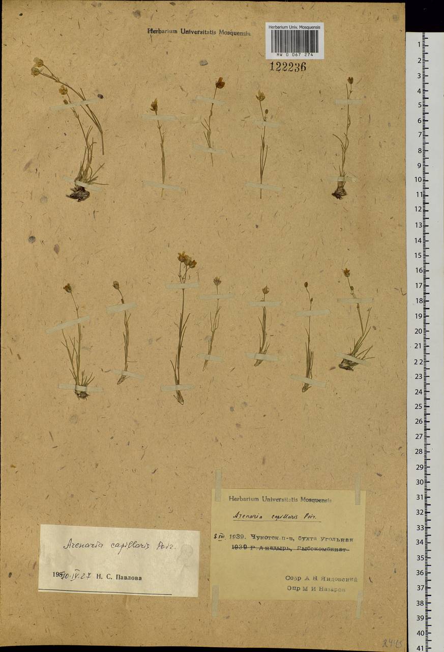 Eremogone capillaris (Poir.) Fenzl, Siberia, Chukotka & Kamchatka (S7) (Russia)