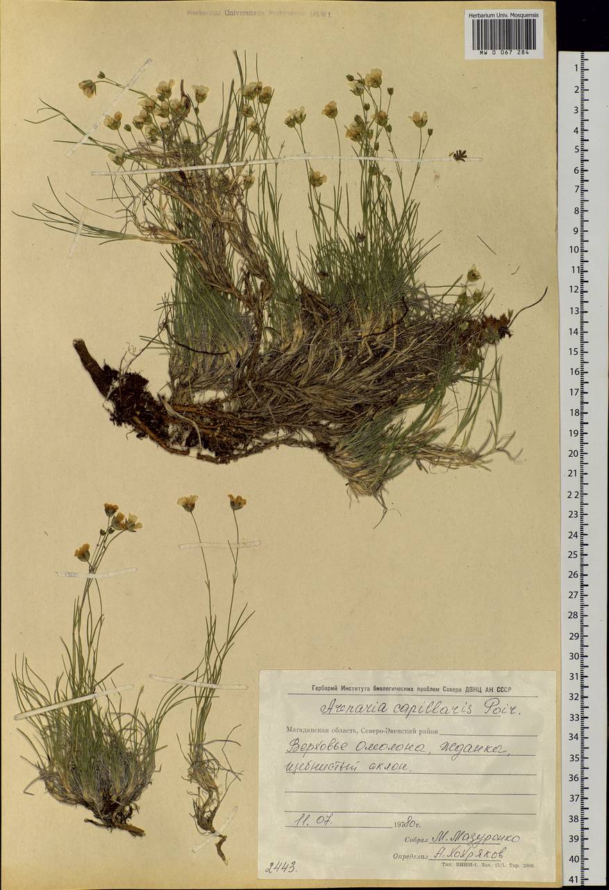 Eremogone capillaris (Poir.) Fenzl, Siberia, Chukotka & Kamchatka (S7) (Russia)