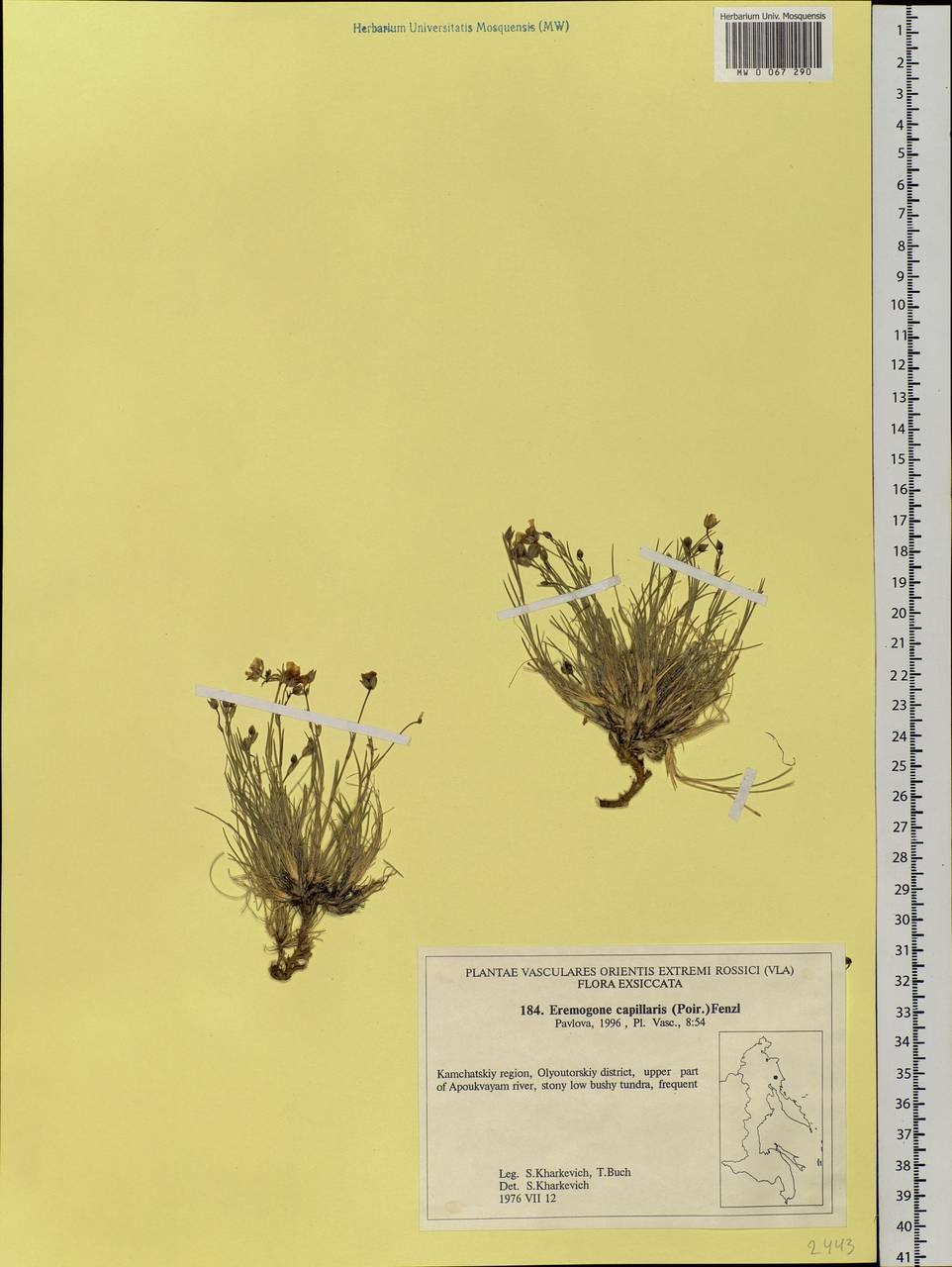 Eremogone capillaris (Poir.) Fenzl, Siberia, Chukotka & Kamchatka (S7) (Russia)