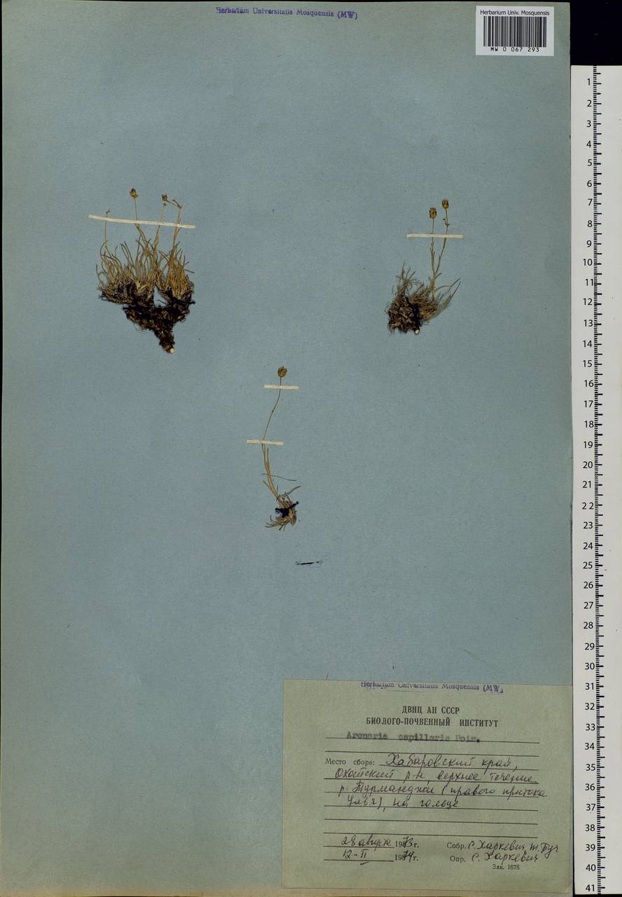 Eremogone capillaris (Poir.) Fenzl, Siberia, Russian Far East (S6) (Russia)