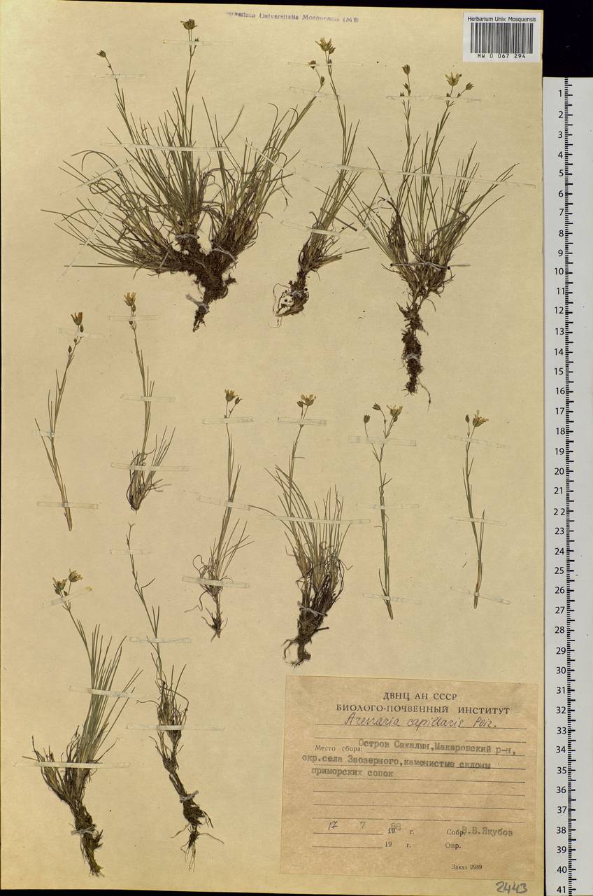 Eremogone capillaris (Poir.) Fenzl, Siberia, Russian Far East (S6) (Russia)