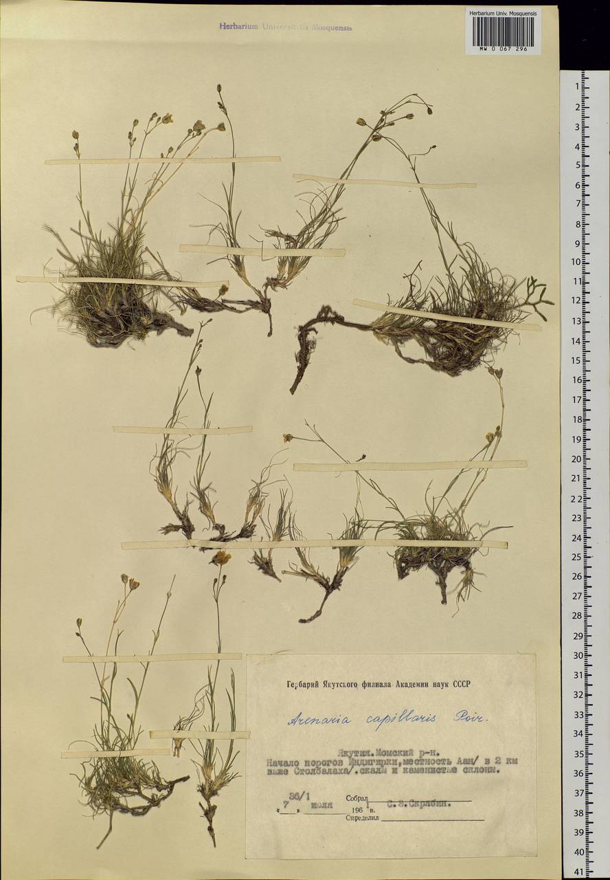 Eremogone capillaris (Poir.) Fenzl, Siberia, Yakutia (S5) (Russia)