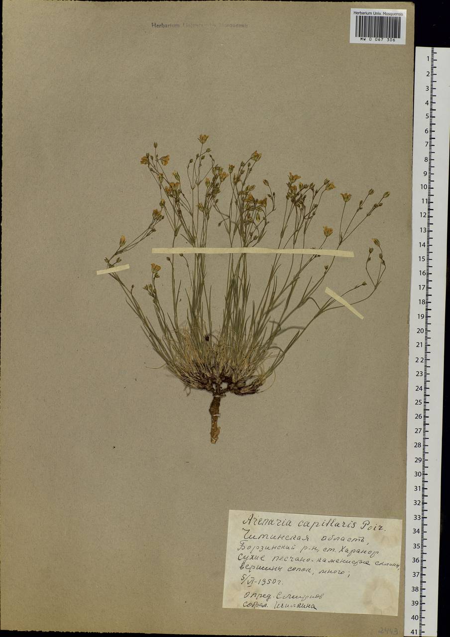 Eremogone capillaris (Poir.) Fenzl, Siberia, Baikal & Transbaikal region (S4) (Russia)