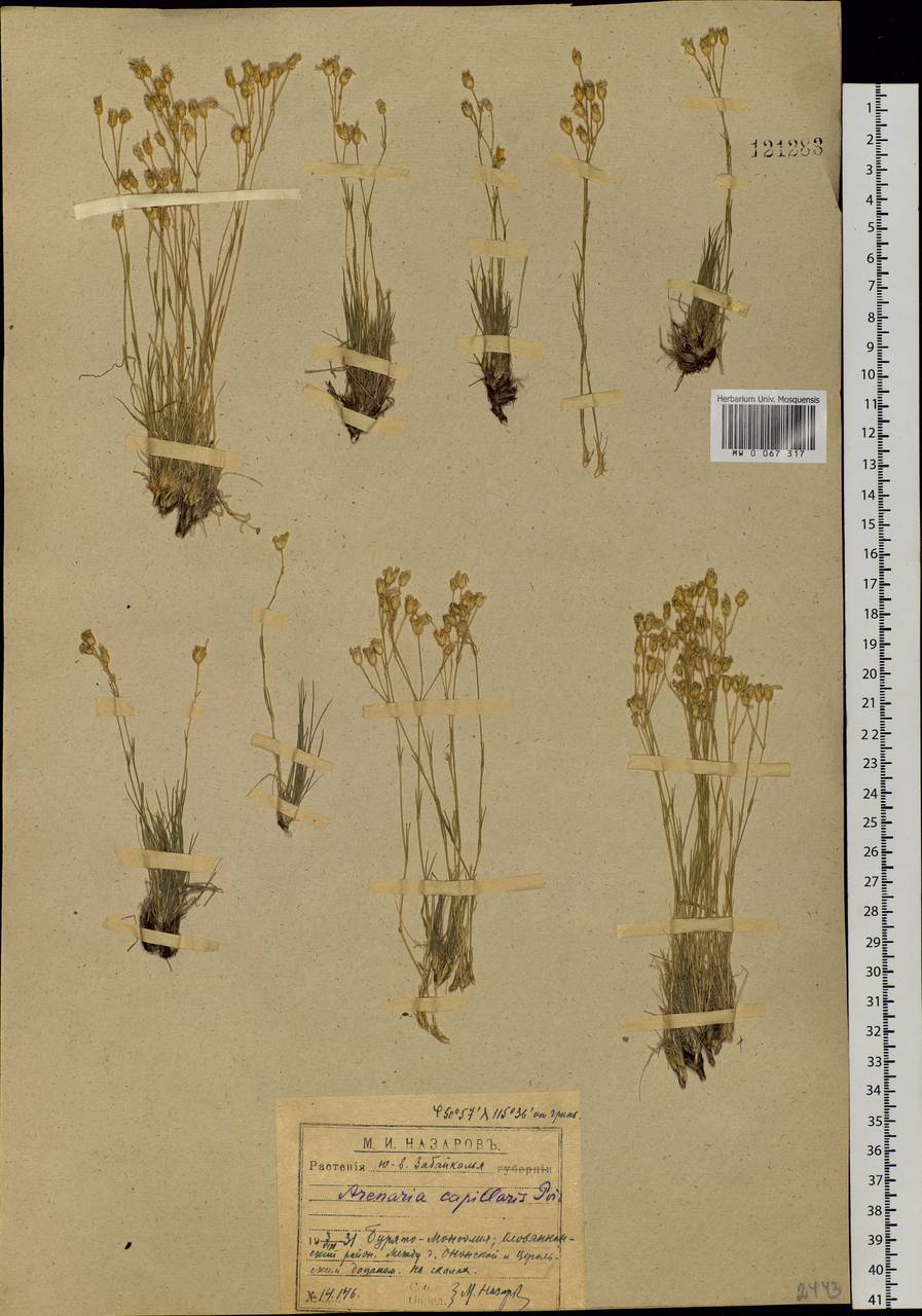 Eremogone capillaris (Poir.) Fenzl, Siberia, Baikal & Transbaikal region (S4) (Russia)