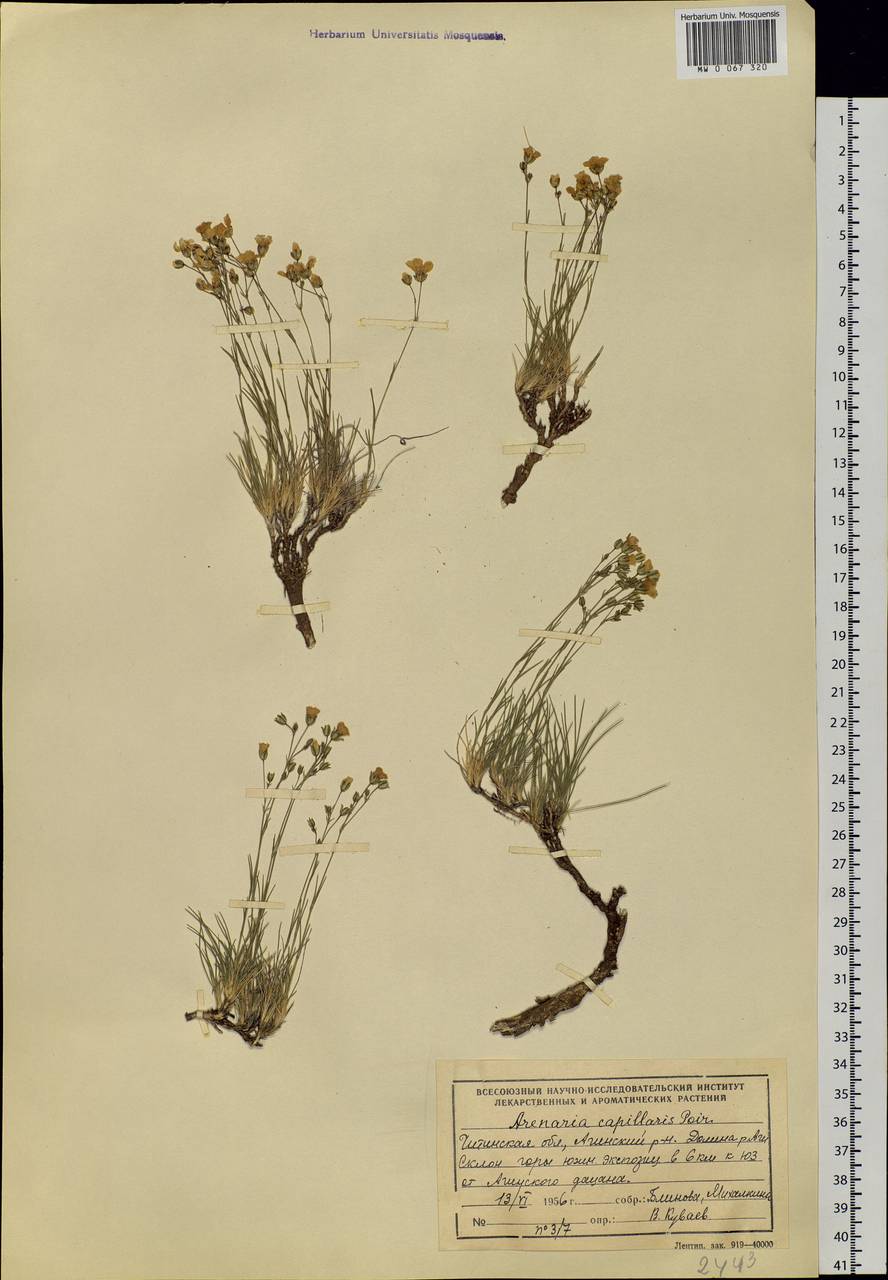 Eremogone capillaris (Poir.) Fenzl, Siberia, Baikal & Transbaikal region (S4) (Russia)