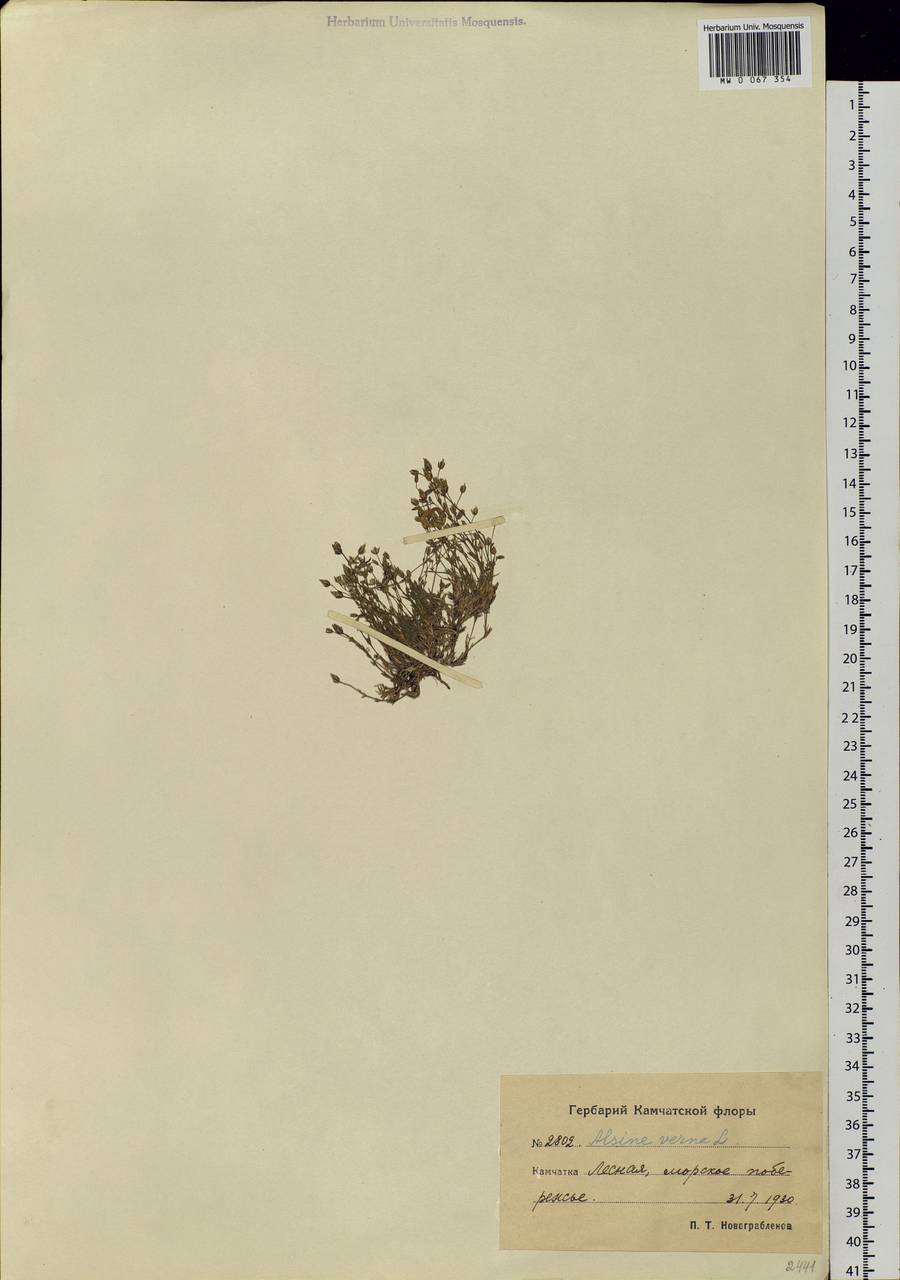 Sabulina verna subsp. verna, Siberia, Chukotka & Kamchatka (S7) (Russia)