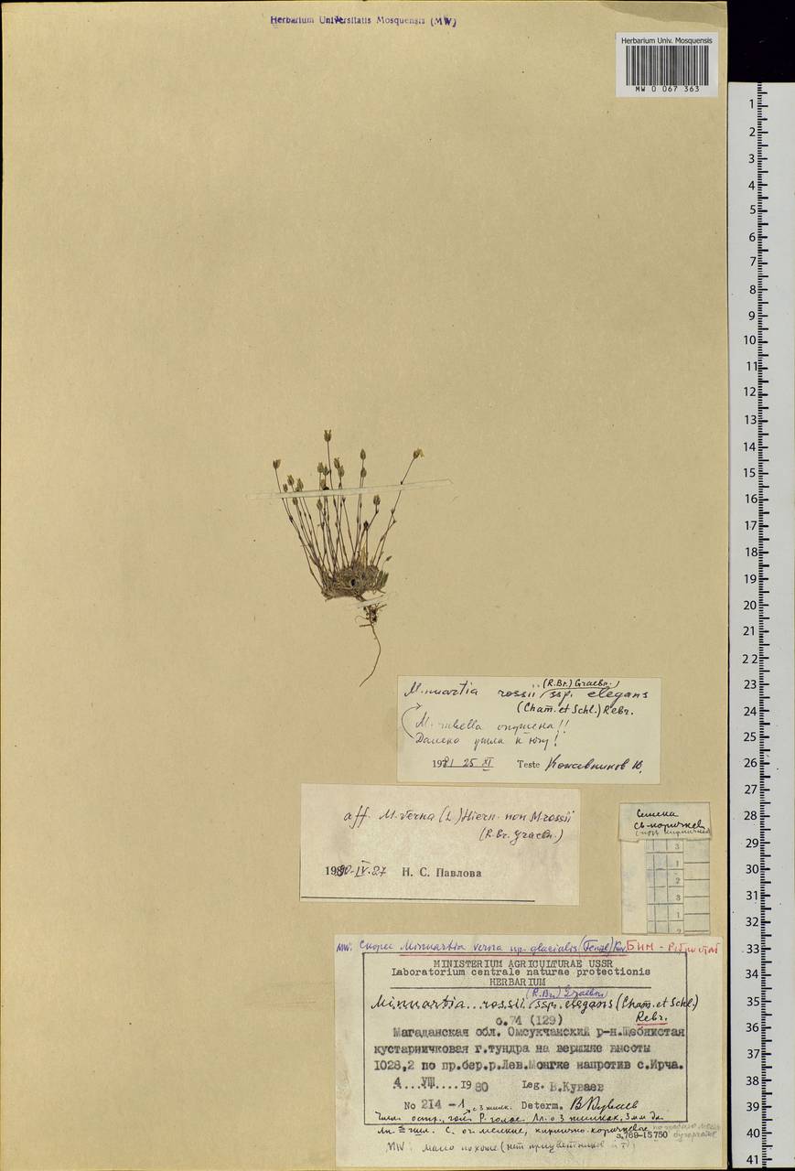 Sabulina verna subsp. verna, Siberia, Chukotka & Kamchatka (S7) (Russia)