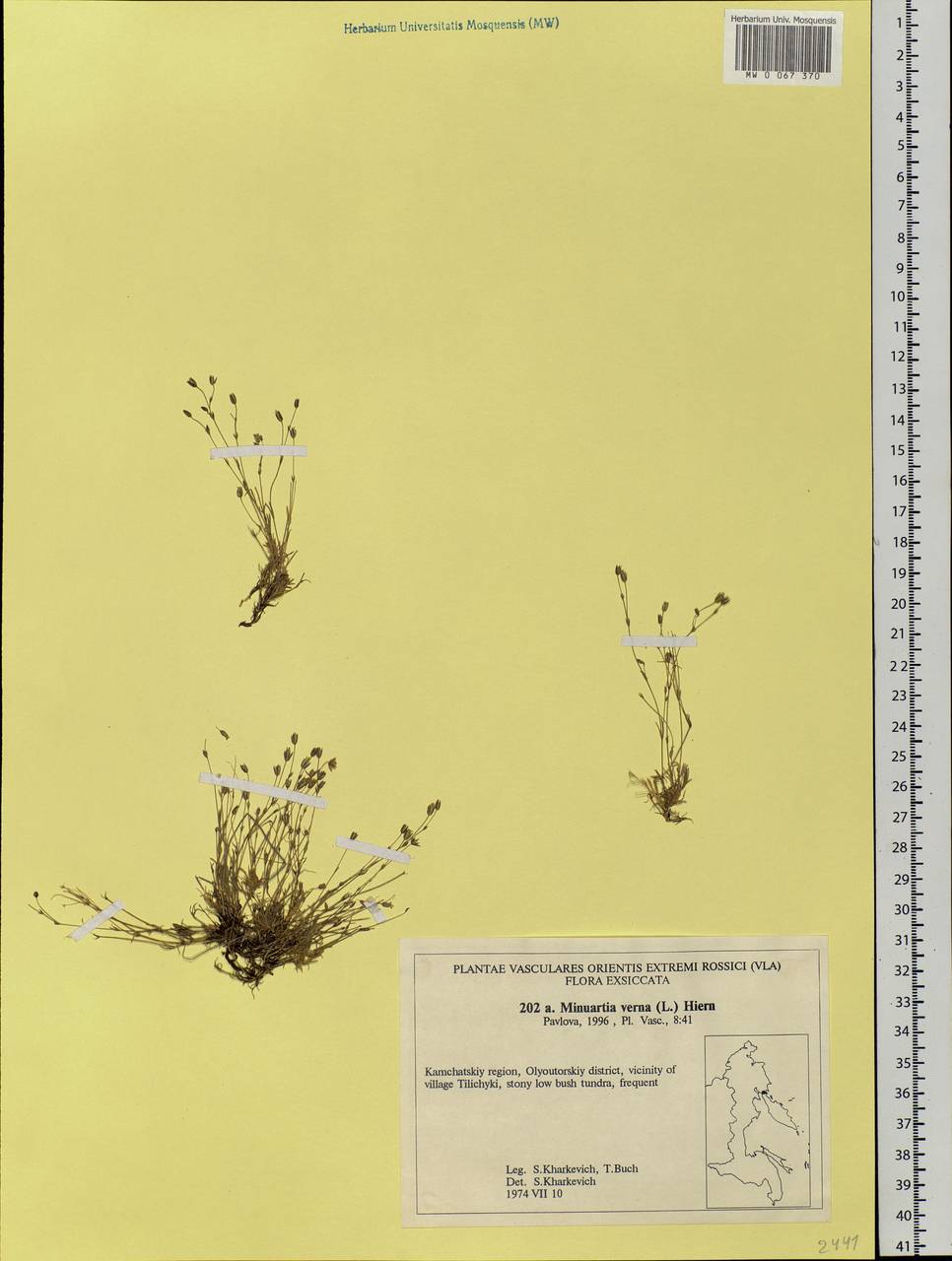 Sabulina verna subsp. verna, Siberia, Chukotka & Kamchatka (S7) (Russia)