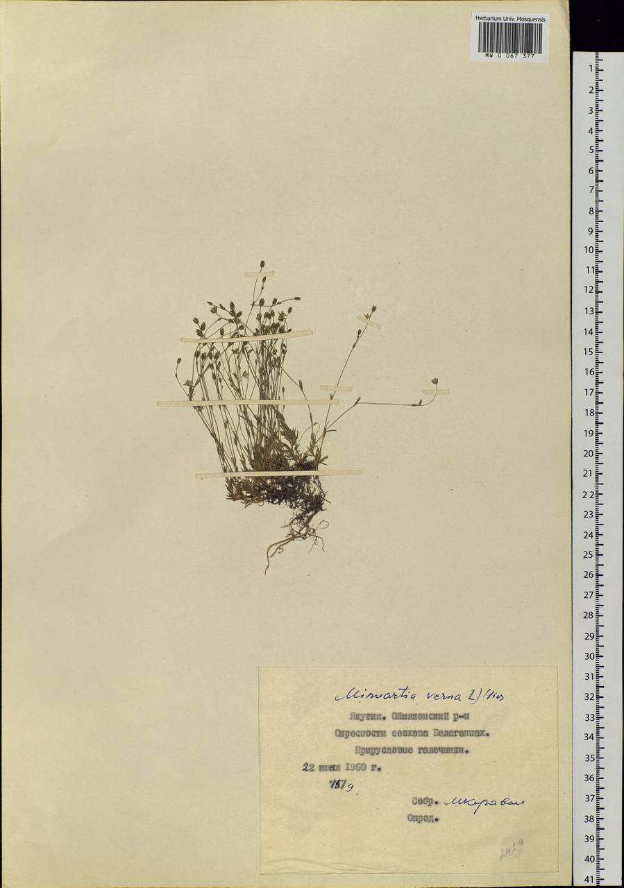 Sabulina verna subsp. verna, Siberia, Yakutia (S5) (Russia)