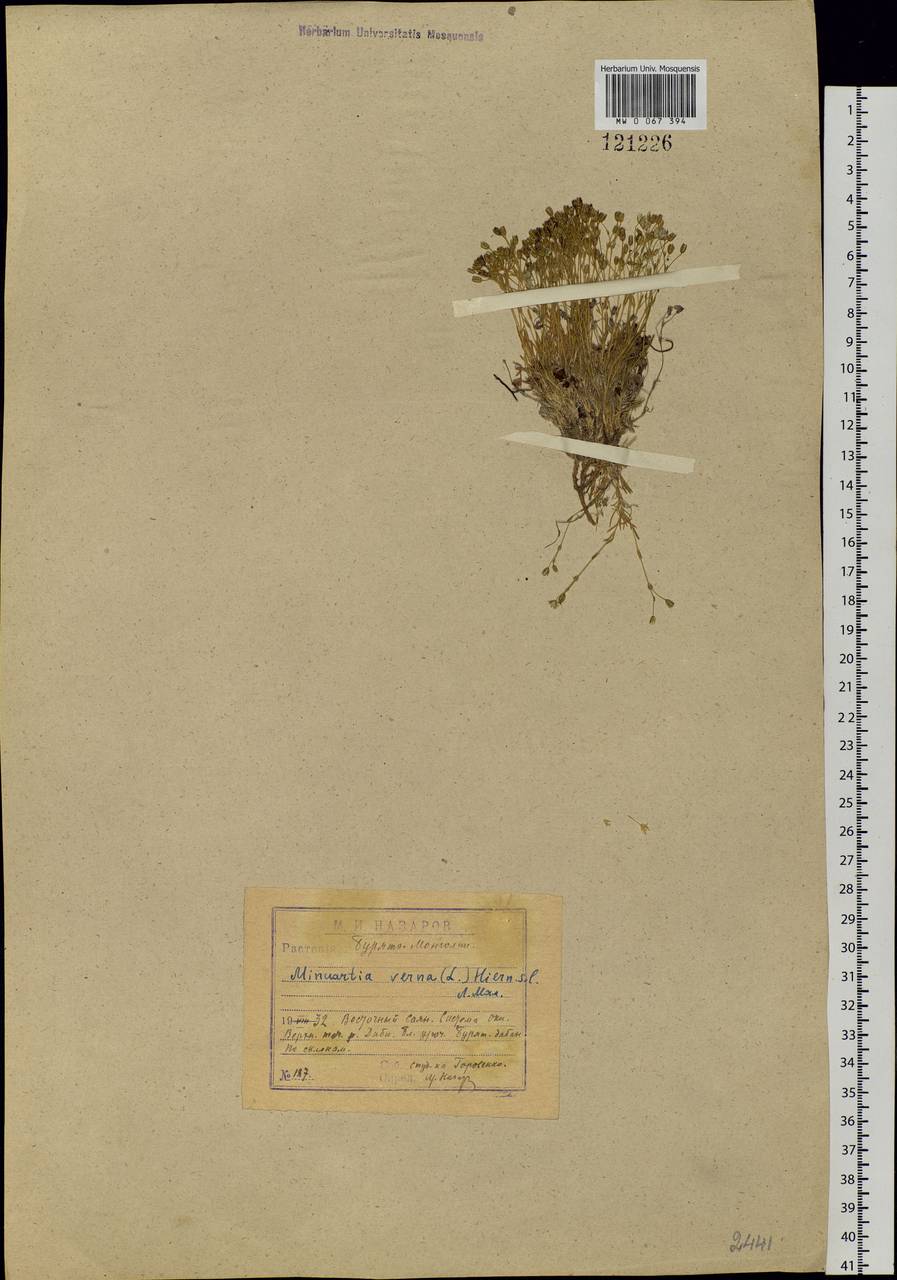 Sabulina verna subsp. verna, Siberia, Baikal & Transbaikal region (S4) (Russia)