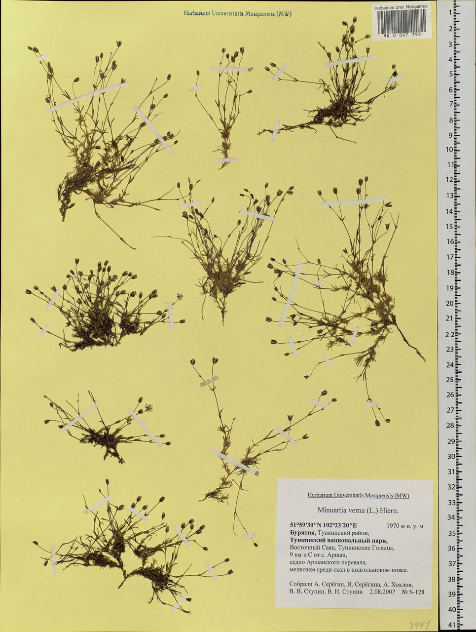 Sabulina verna subsp. verna, Siberia, Baikal & Transbaikal region (S4) (Russia)