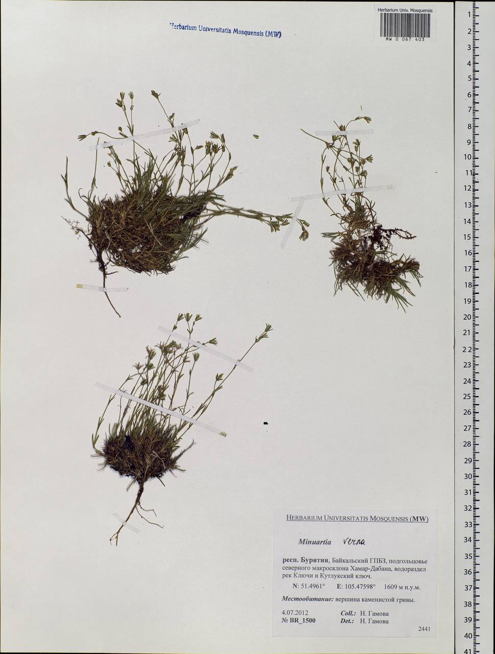 Sabulina verna subsp. verna, Siberia, Baikal & Transbaikal region (S4) (Russia)