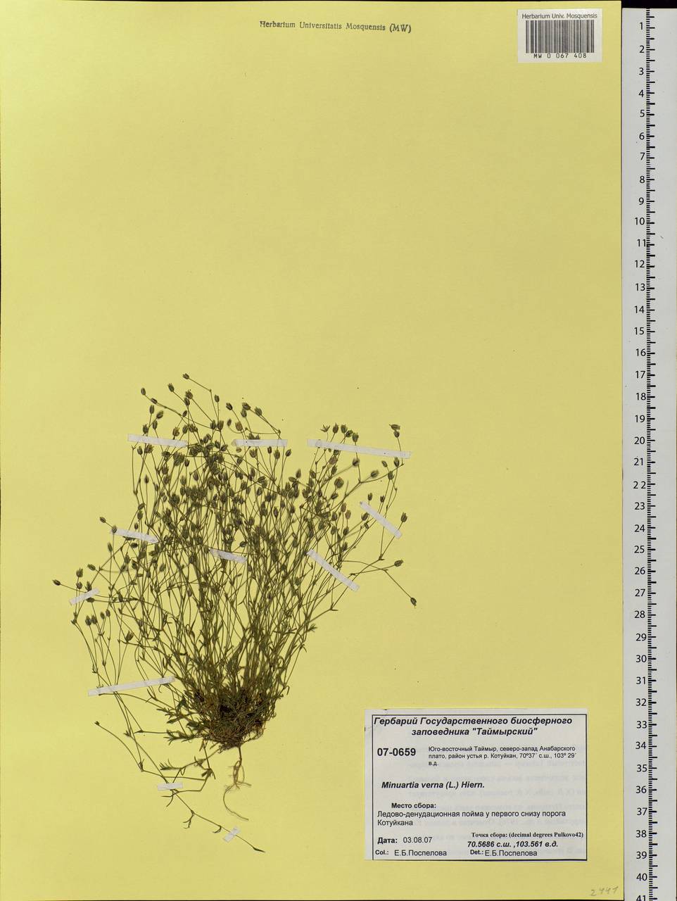 Sabulina verna subsp. verna, Siberia, Central Siberia (S3) (Russia)