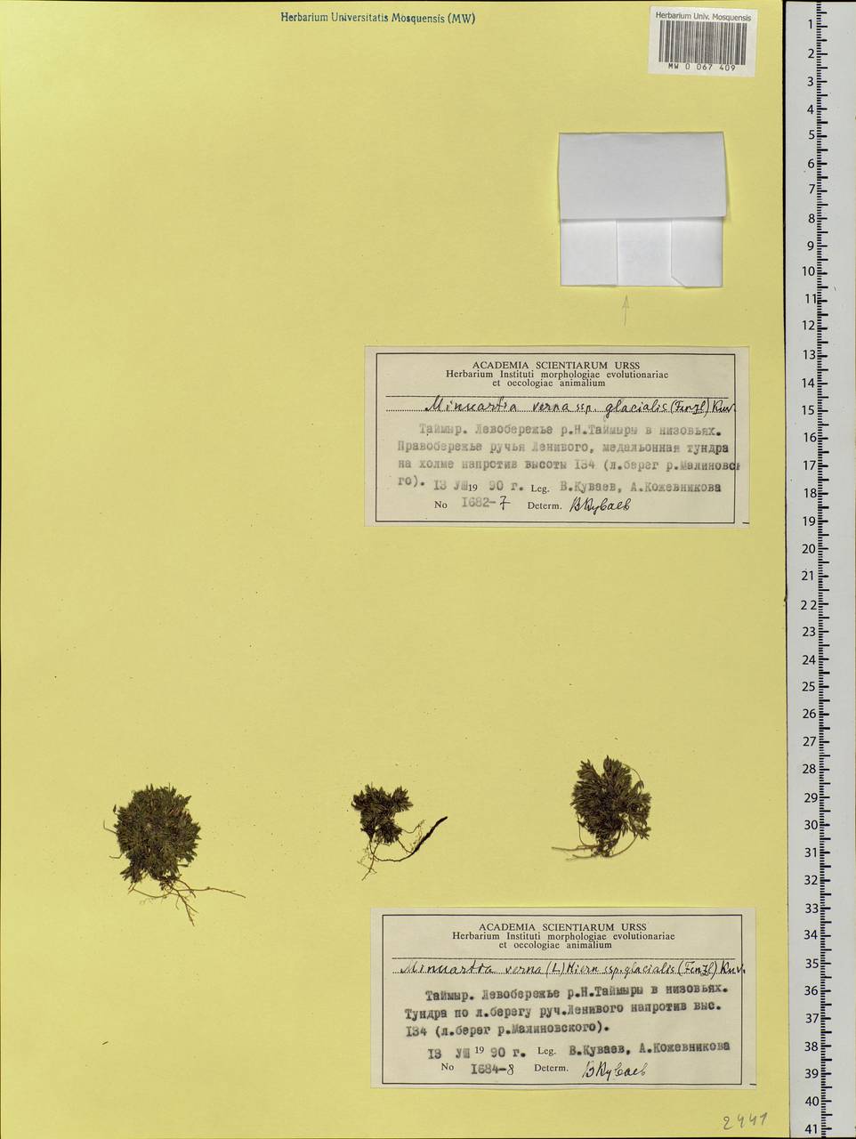 Sabulina verna subsp. verna, Siberia, Central Siberia (S3) (Russia)