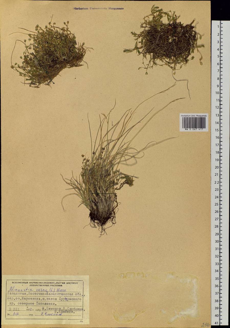 Sabulina verna subsp. verna, Siberia, Western (Kazakhstan) Altai Mountains (S2a) (Kazakhstan)