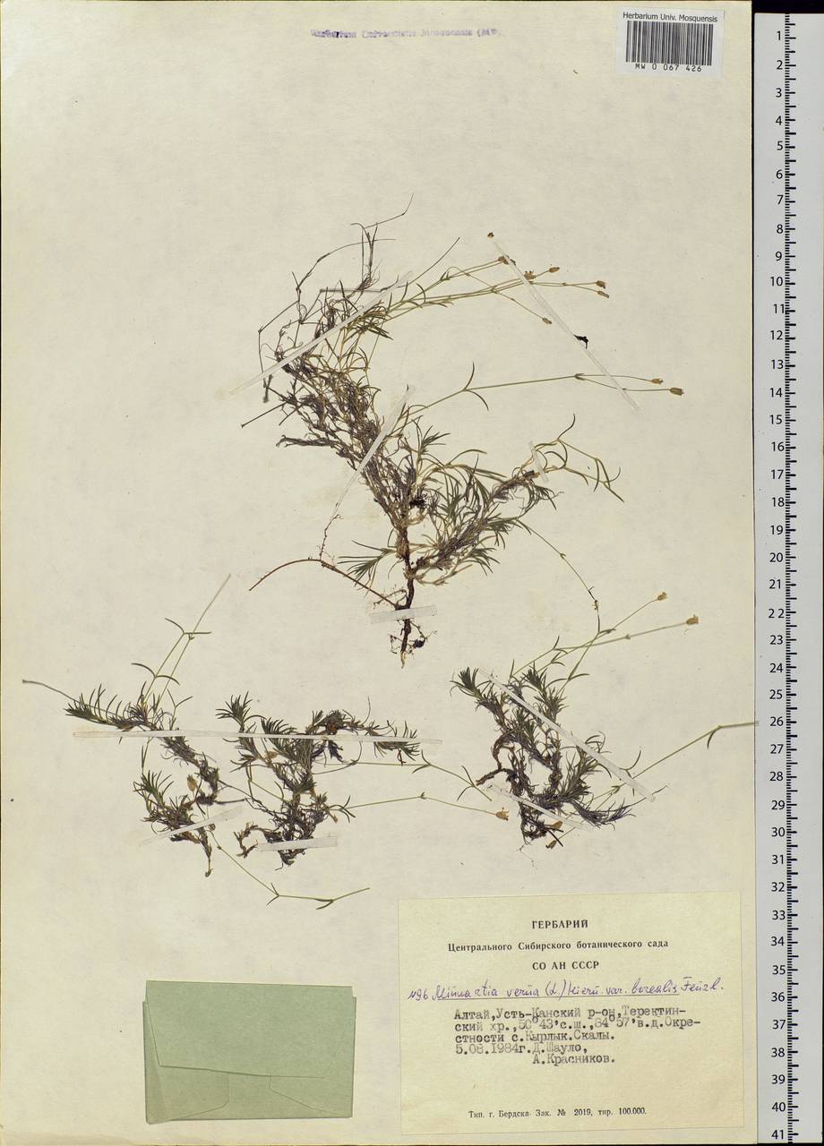 Sabulina verna subsp. verna, Siberia, Altai & Sayany Mountains (S2) (Russia)