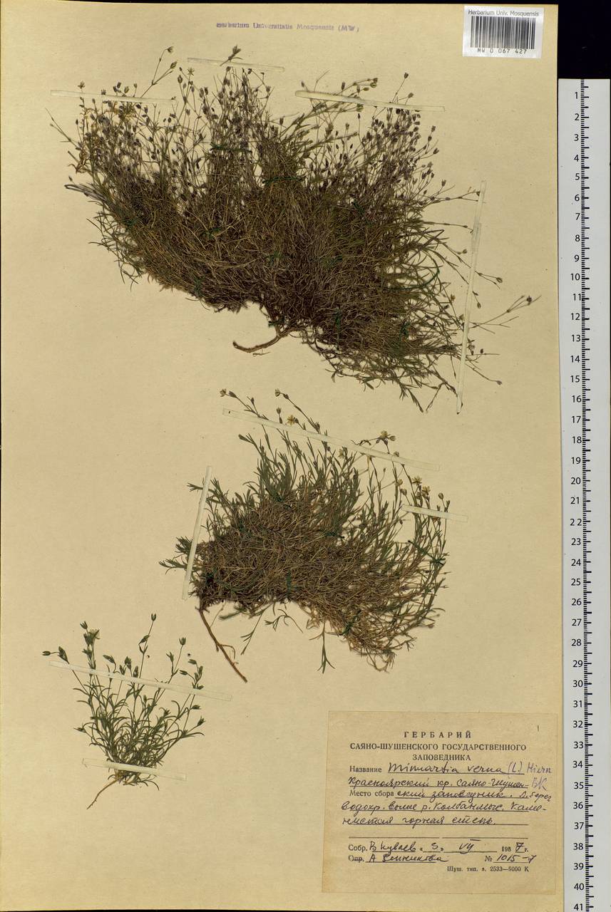 Sabulina verna subsp. verna, Siberia, Altai & Sayany Mountains (S2) (Russia)