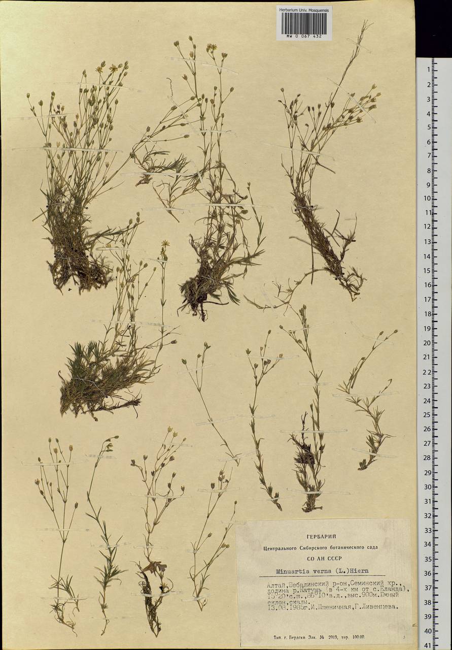 Sabulina verna subsp. verna, Siberia, Altai & Sayany Mountains (S2) (Russia)