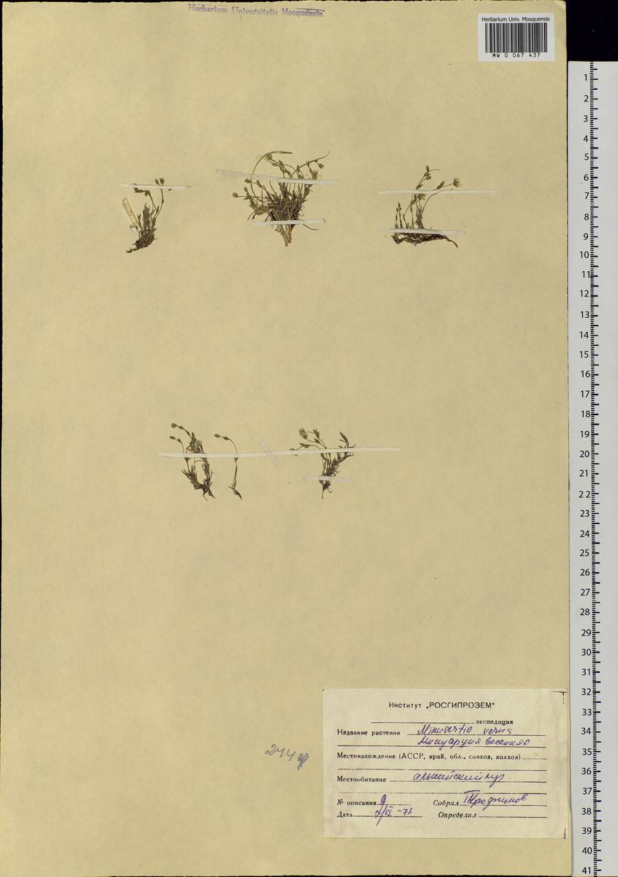 Sabulina verna subsp. verna, Siberia, Altai & Sayany Mountains (S2) (Russia)