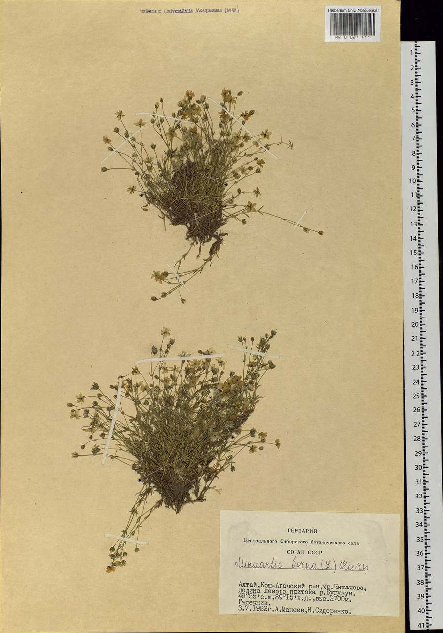 Sabulina verna subsp. verna, Siberia, Altai & Sayany Mountains (S2) (Russia)