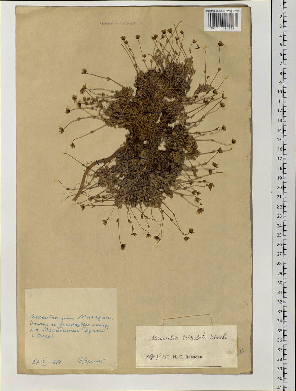Minuartia tricostata A.P. Khokhryakov, Siberia, Chukotka & Kamchatka (S7) (Russia)
