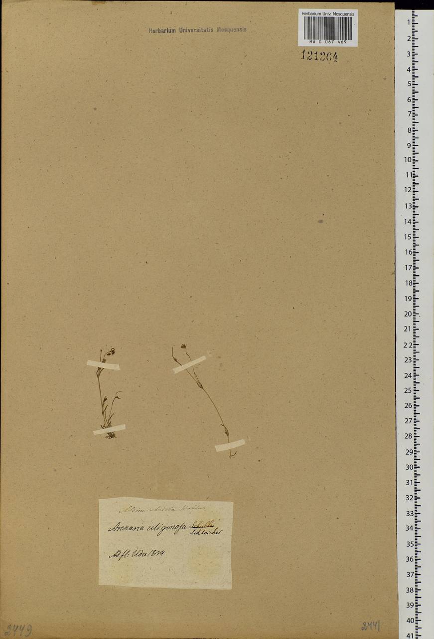 Sabulina stricta (Sw.) Rchb., Siberia, Baikal & Transbaikal region (S4) (Russia)
