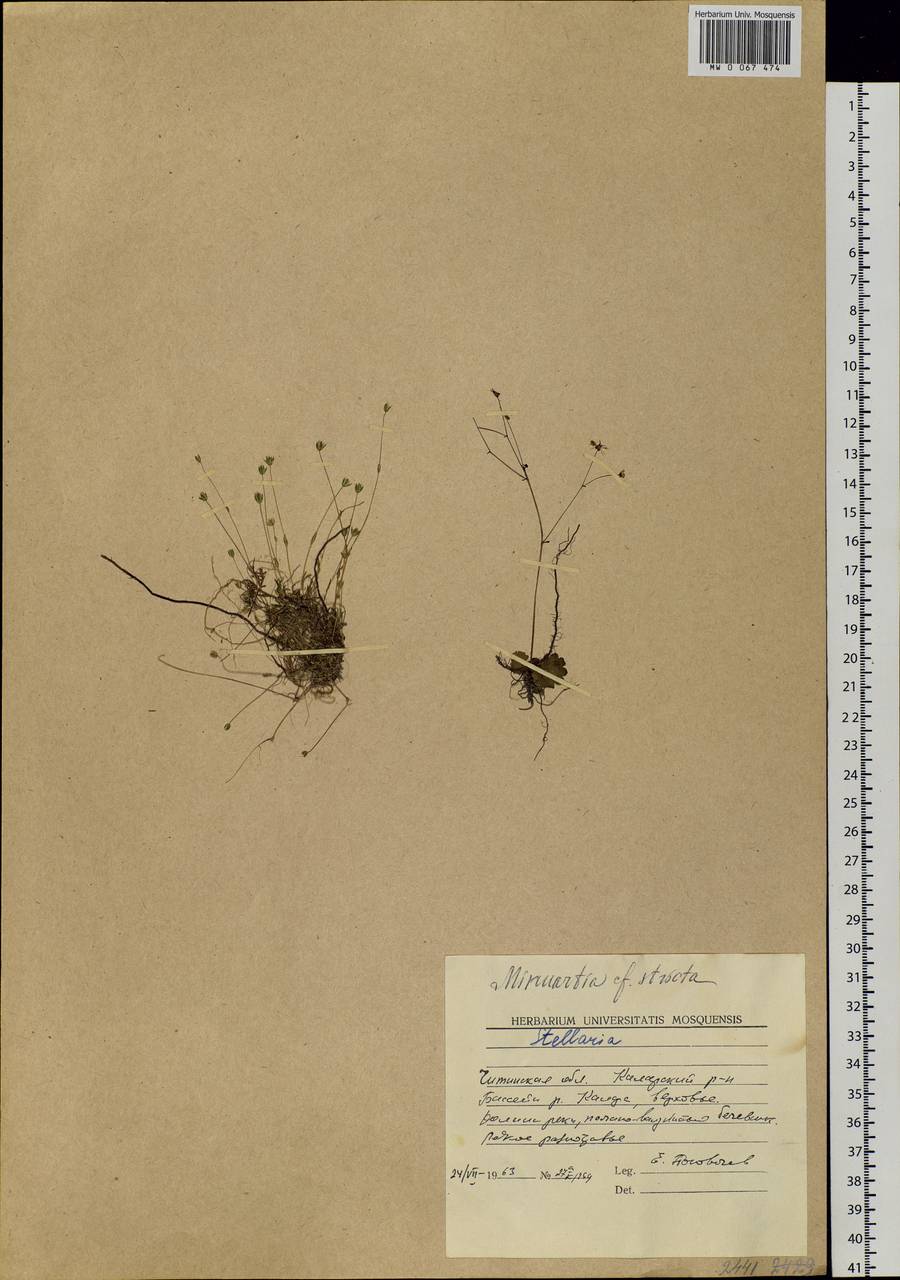 Sabulina stricta (Sw.) Rchb., Siberia, Baikal & Transbaikal region (S4) (Russia)