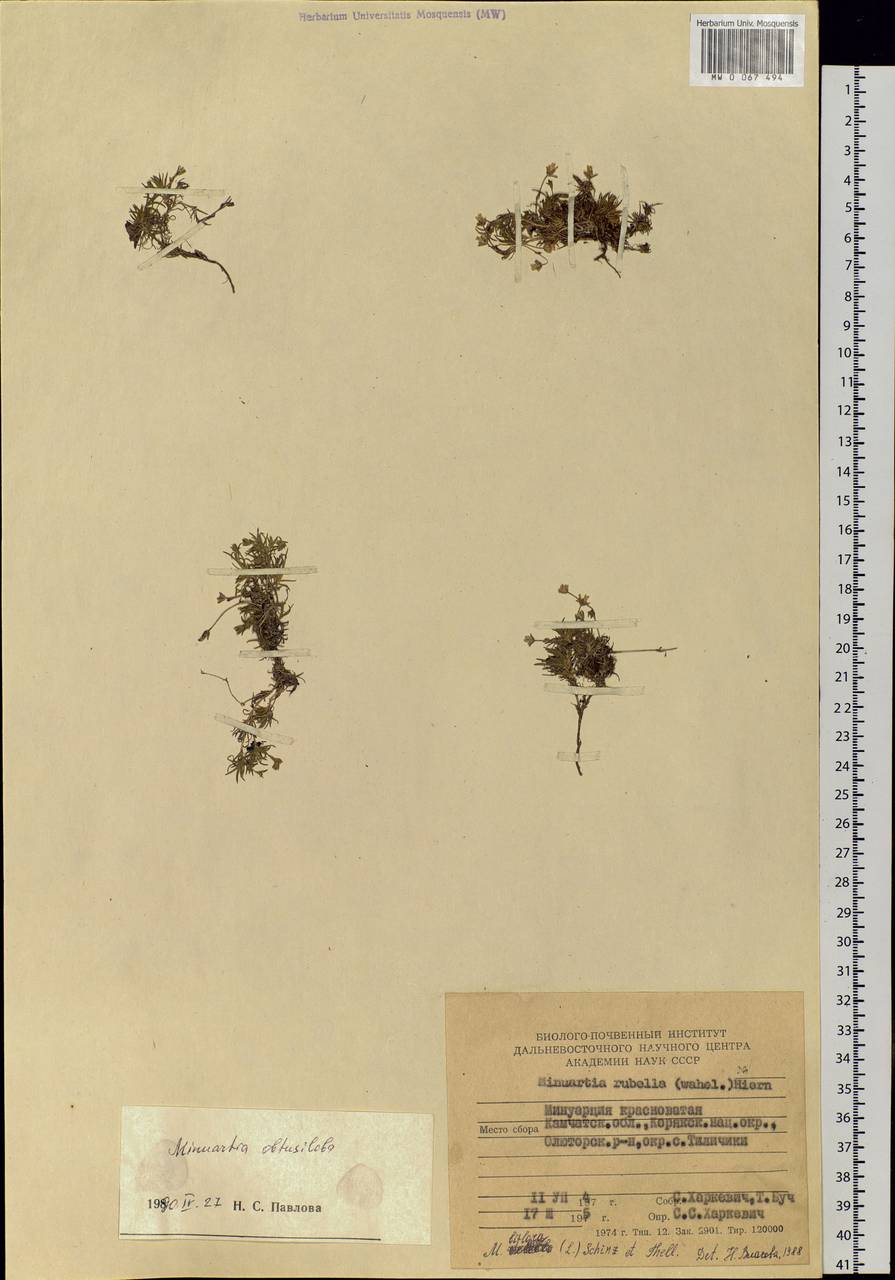 Sabulina rubella (Wahlenb.) Dillenb. & Kadereit, Siberia, Chukotka & Kamchatka (S7) (Russia)