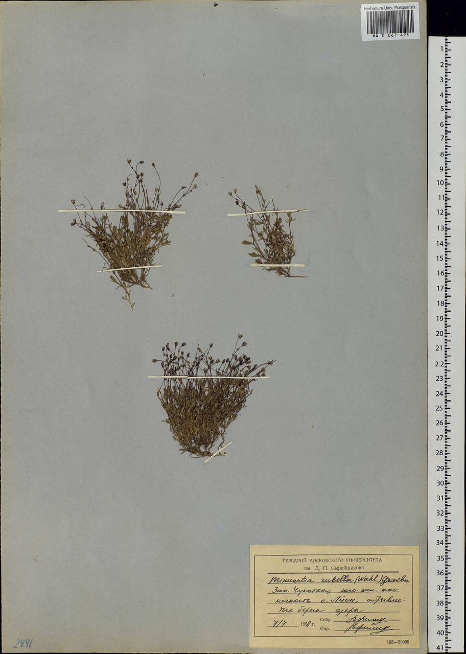 Sabulina rubella (Wahlenb.) Dillenb. & Kadereit, Siberia, Chukotka & Kamchatka (S7) (Russia)