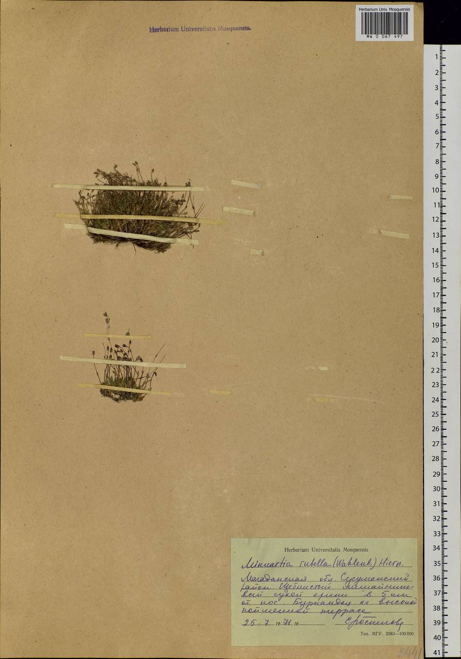 Sabulina rubella (Wahlenb.) Dillenb. & Kadereit, Siberia, Chukotka & Kamchatka (S7) (Russia)