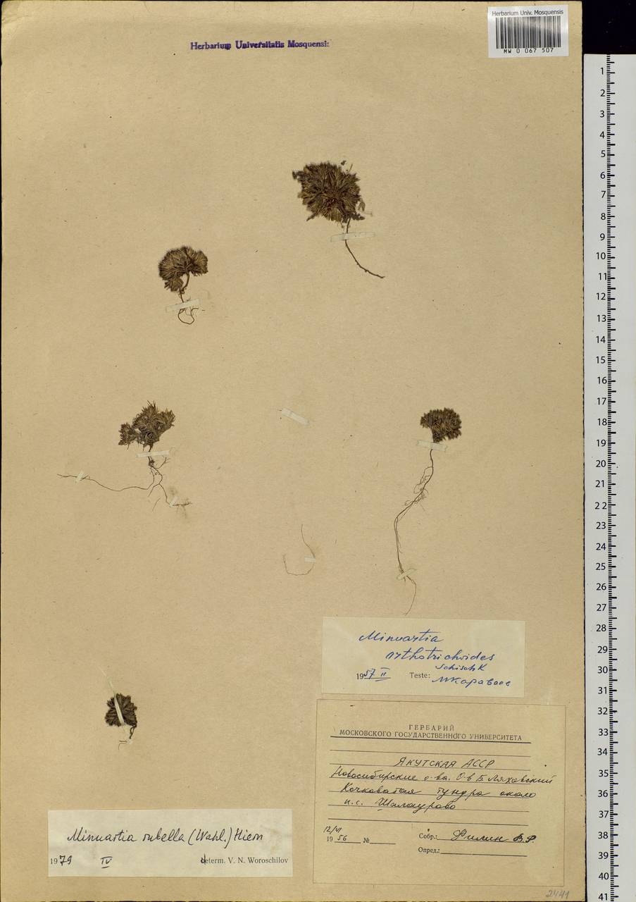 Sabulina rubella (Wahlenb.) Dillenb. & Kadereit, Siberia, Yakutia (S5) (Russia)