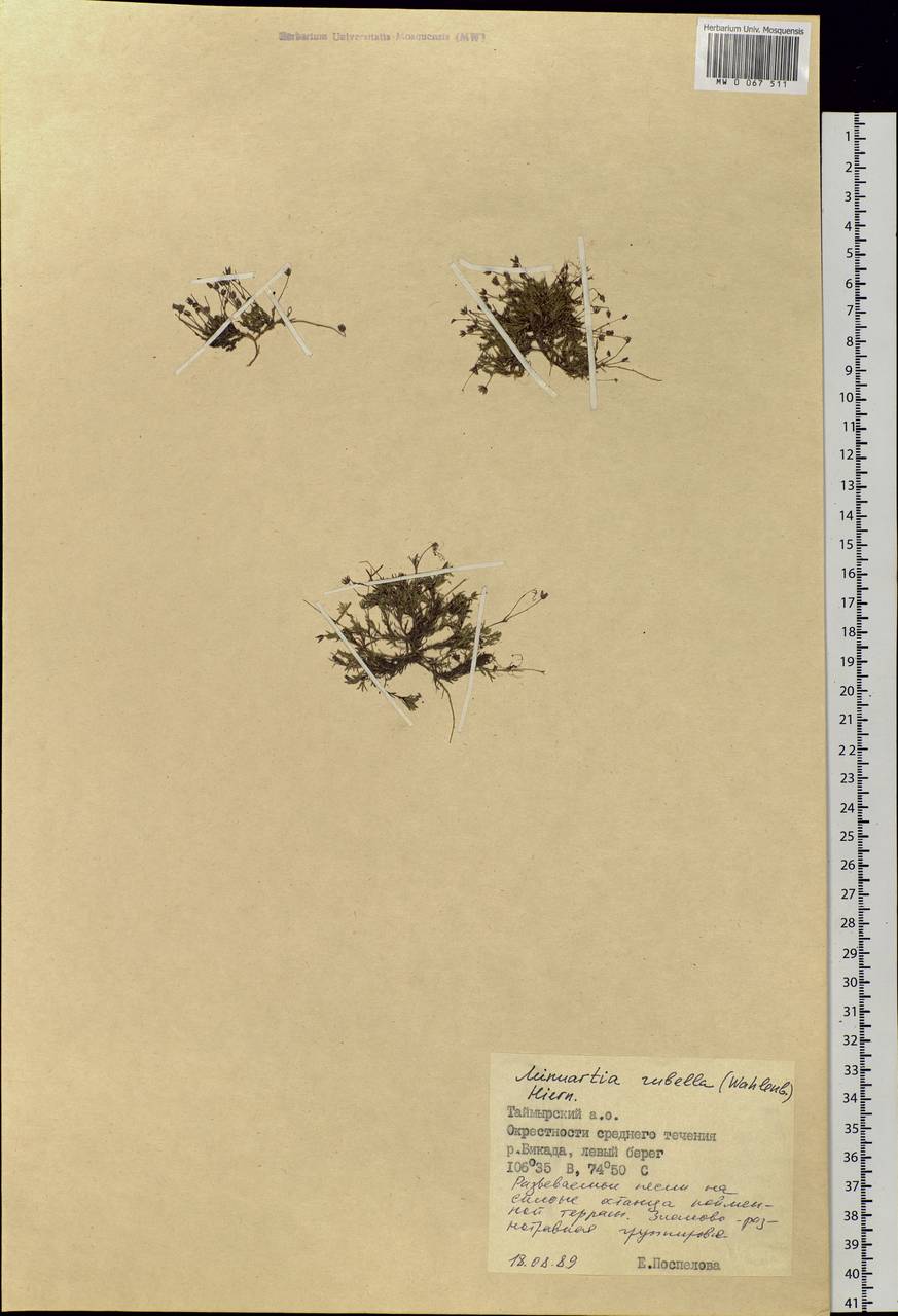Sabulina rubella (Wahlenb.) Dillenb. & Kadereit, Siberia, Central Siberia (S3) (Russia)