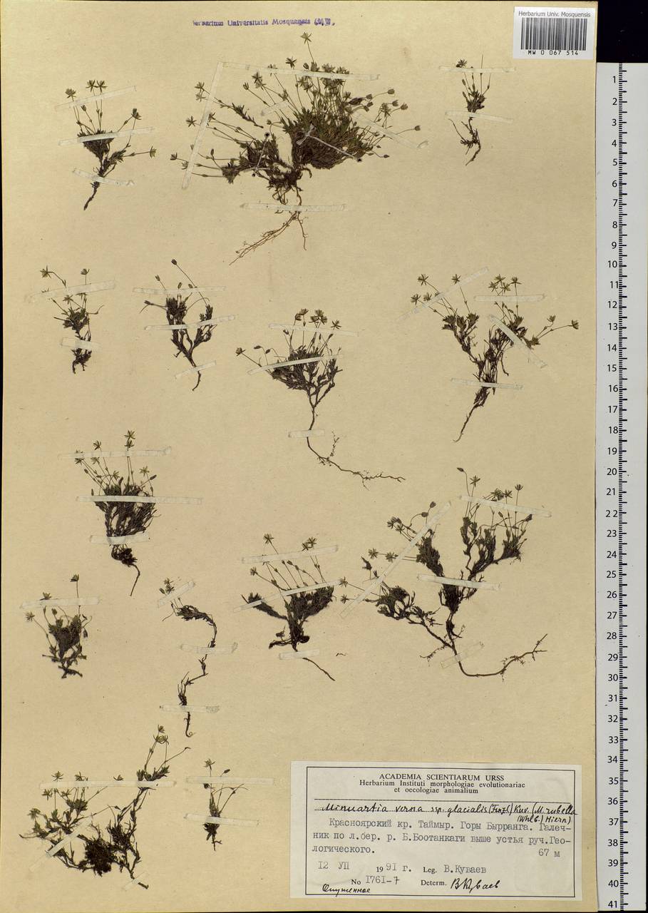 Sabulina rubella (Wahlenb.) Dillenb. & Kadereit, Siberia, Central Siberia (S3) (Russia)