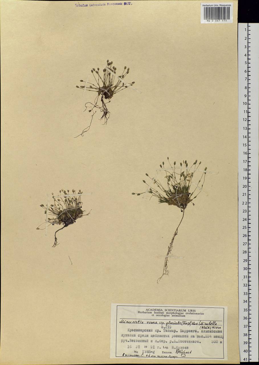 Sabulina rubella (Wahlenb.) Dillenb. & Kadereit, Siberia, Central Siberia (S3) (Russia)