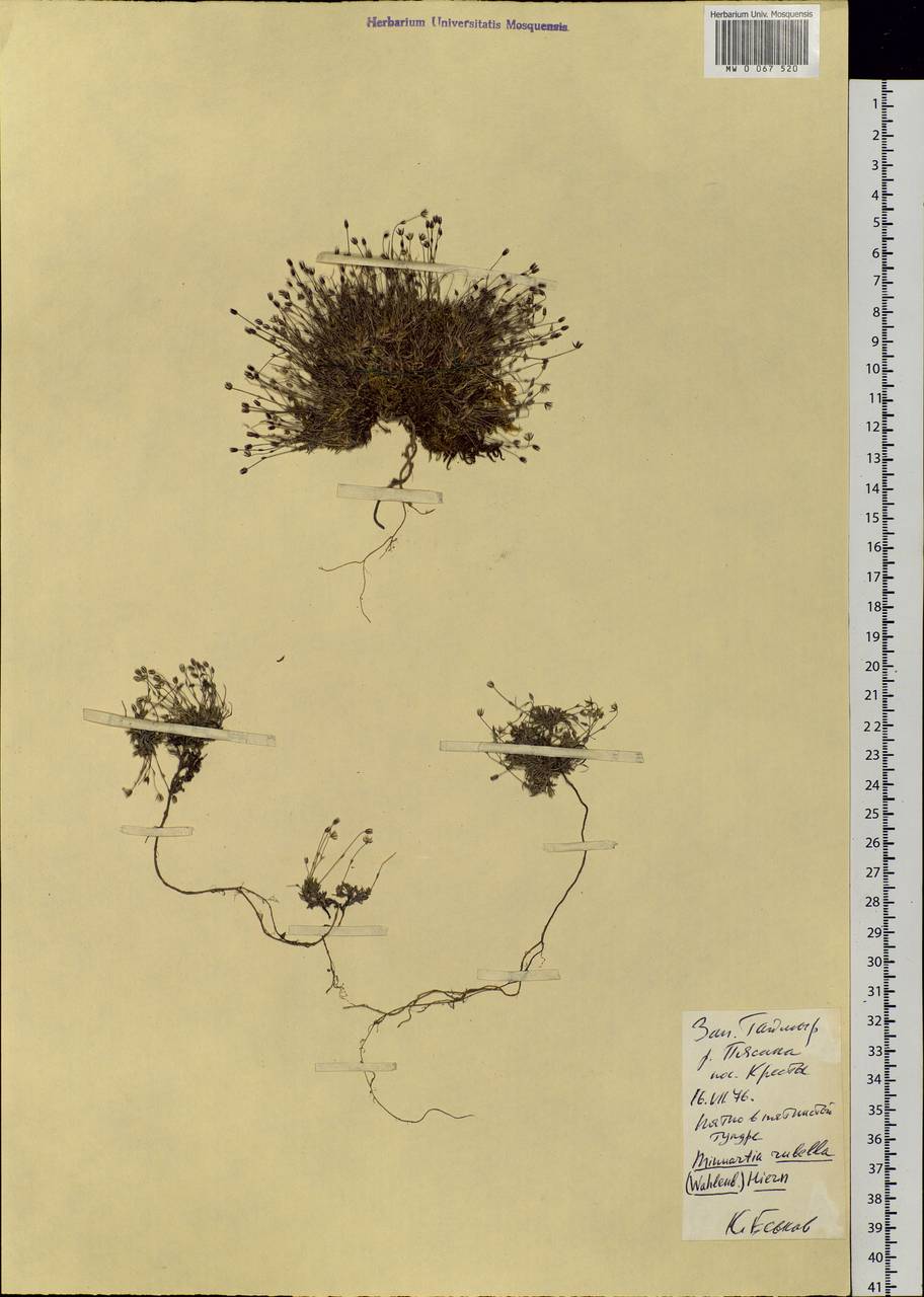 Sabulina rubella (Wahlenb.) Dillenb. & Kadereit, Siberia, Central Siberia (S3) (Russia)