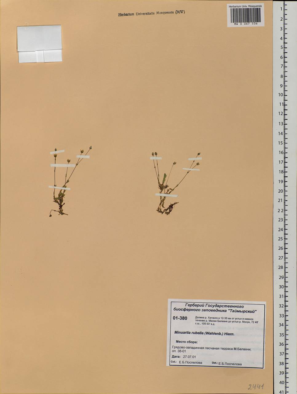 Sabulina rubella (Wahlenb.) Dillenb. & Kadereit, Siberia, Central Siberia (S3) (Russia)