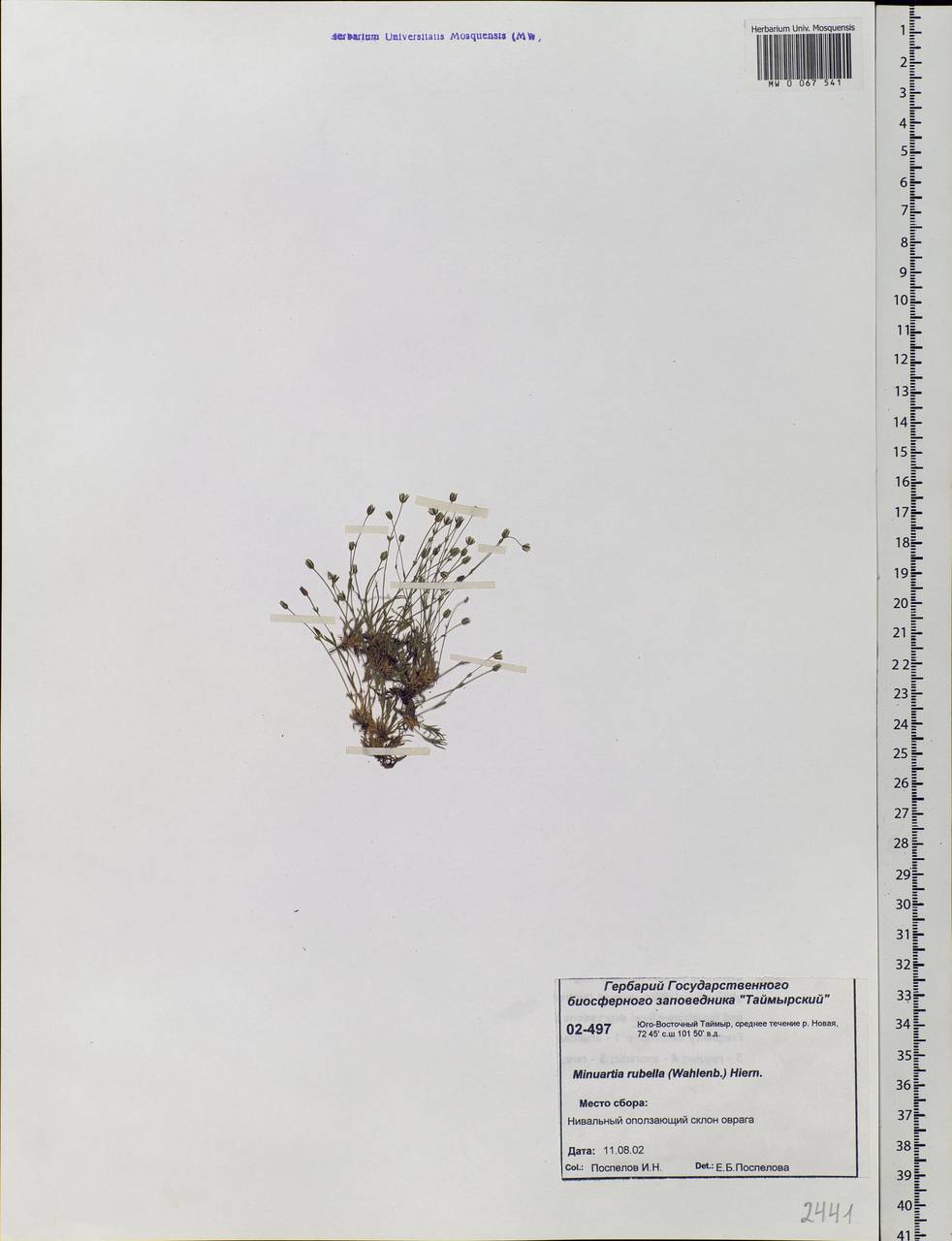 Sabulina rubella (Wahlenb.) Dillenb. & Kadereit, Siberia, Central Siberia (S3) (Russia)