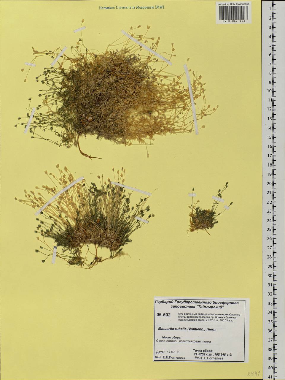 Sabulina rubella (Wahlenb.) Dillenb. & Kadereit, Siberia, Central Siberia (S3) (Russia)