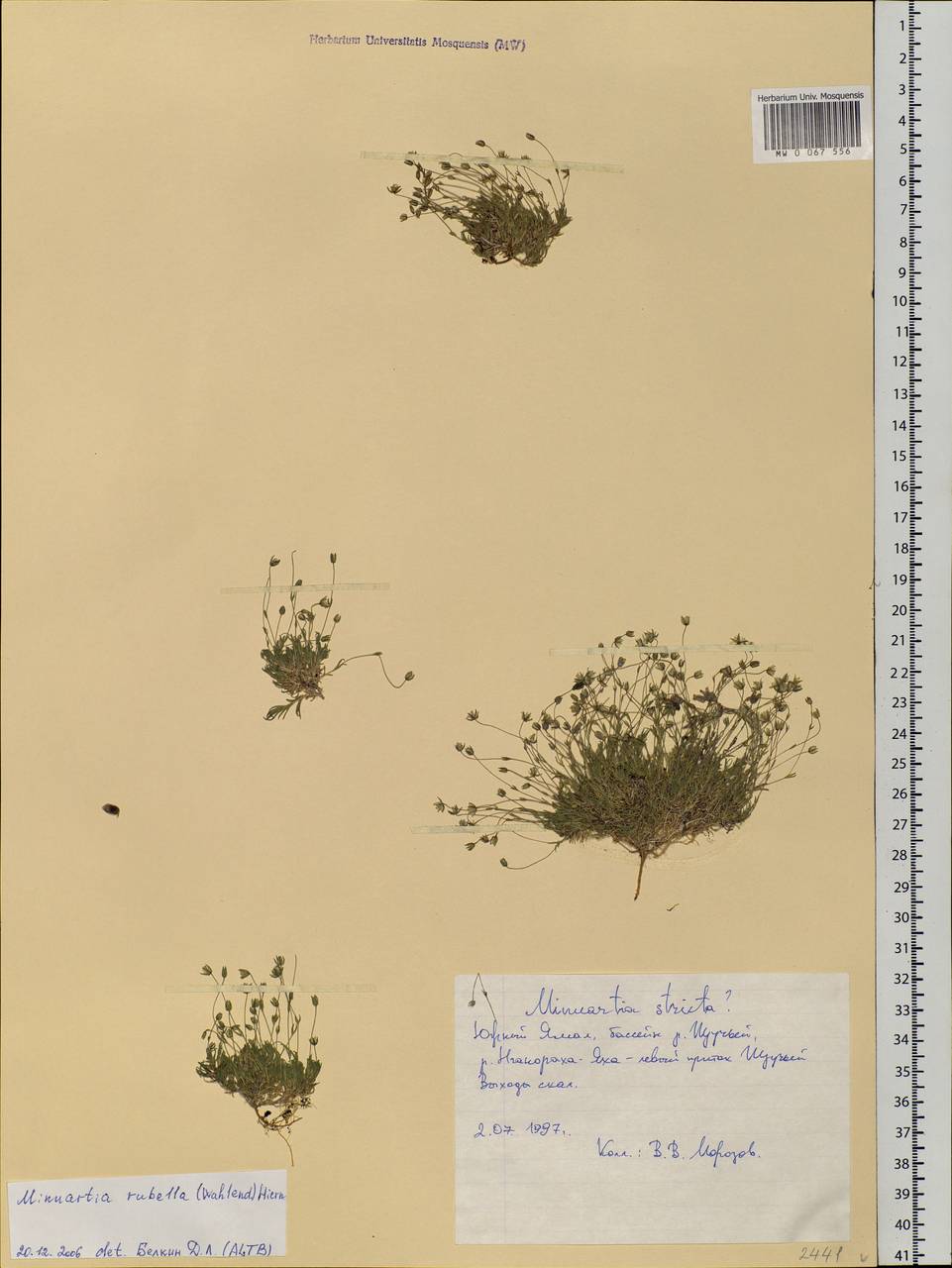 Sabulina rubella (Wahlenb.) Dillenb. & Kadereit, Siberia, Western Siberia (S1) (Russia)
