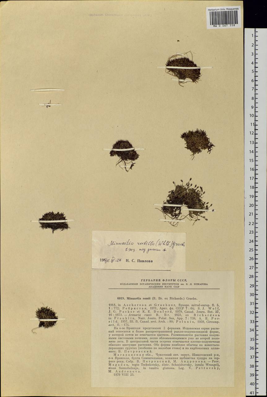 Sabulina rossii (R. Br. ex Richardson) Dillenb. & Kadereit, Siberia, Chukotka & Kamchatka (S7) (Russia)