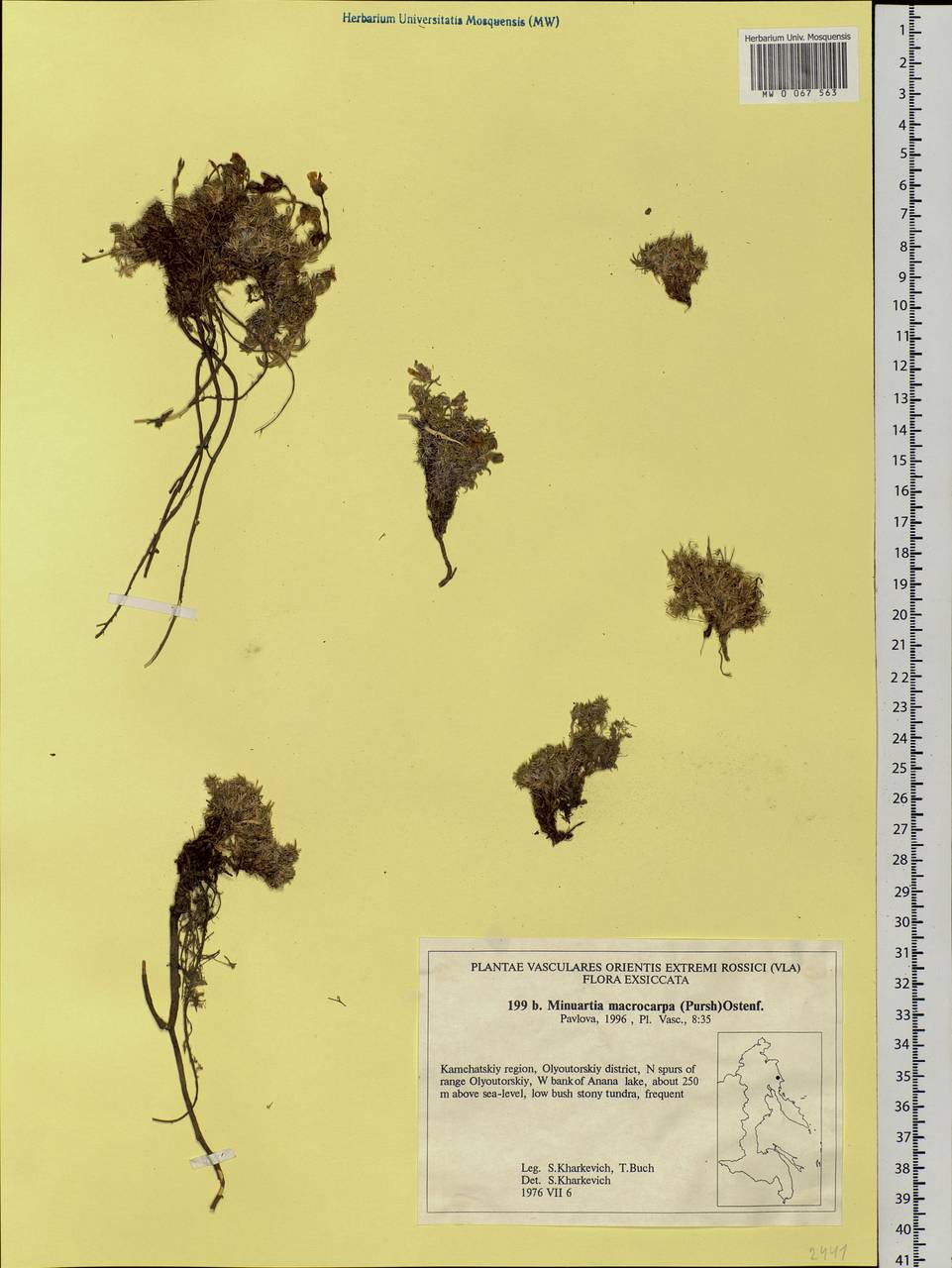 Pseudocherleria macrocarpa (Pursh) Dillenb. & Kadereit, Siberia, Chukotka & Kamchatka (S7) (Russia)