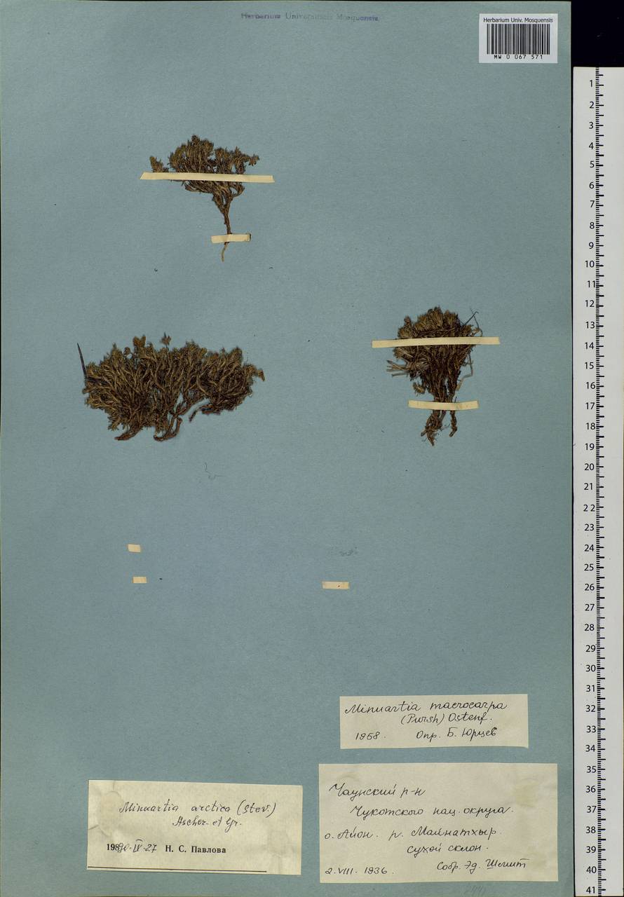 Pseudocherleria macrocarpa (Pursh) Dillenb. & Kadereit, Siberia, Chukotka & Kamchatka (S7) (Russia)