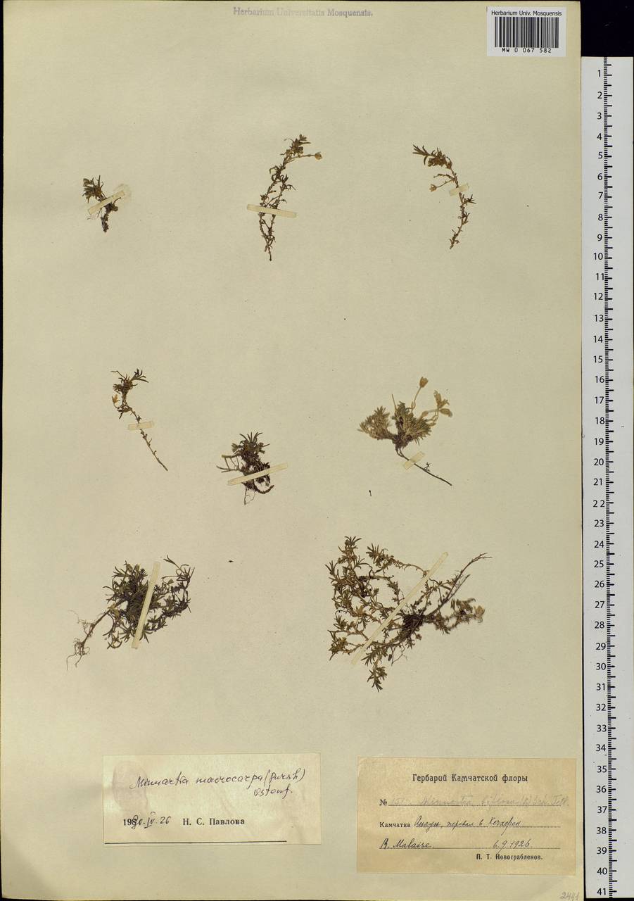 Pseudocherleria macrocarpa (Pursh) Dillenb. & Kadereit, Siberia, Chukotka & Kamchatka (S7) (Russia)