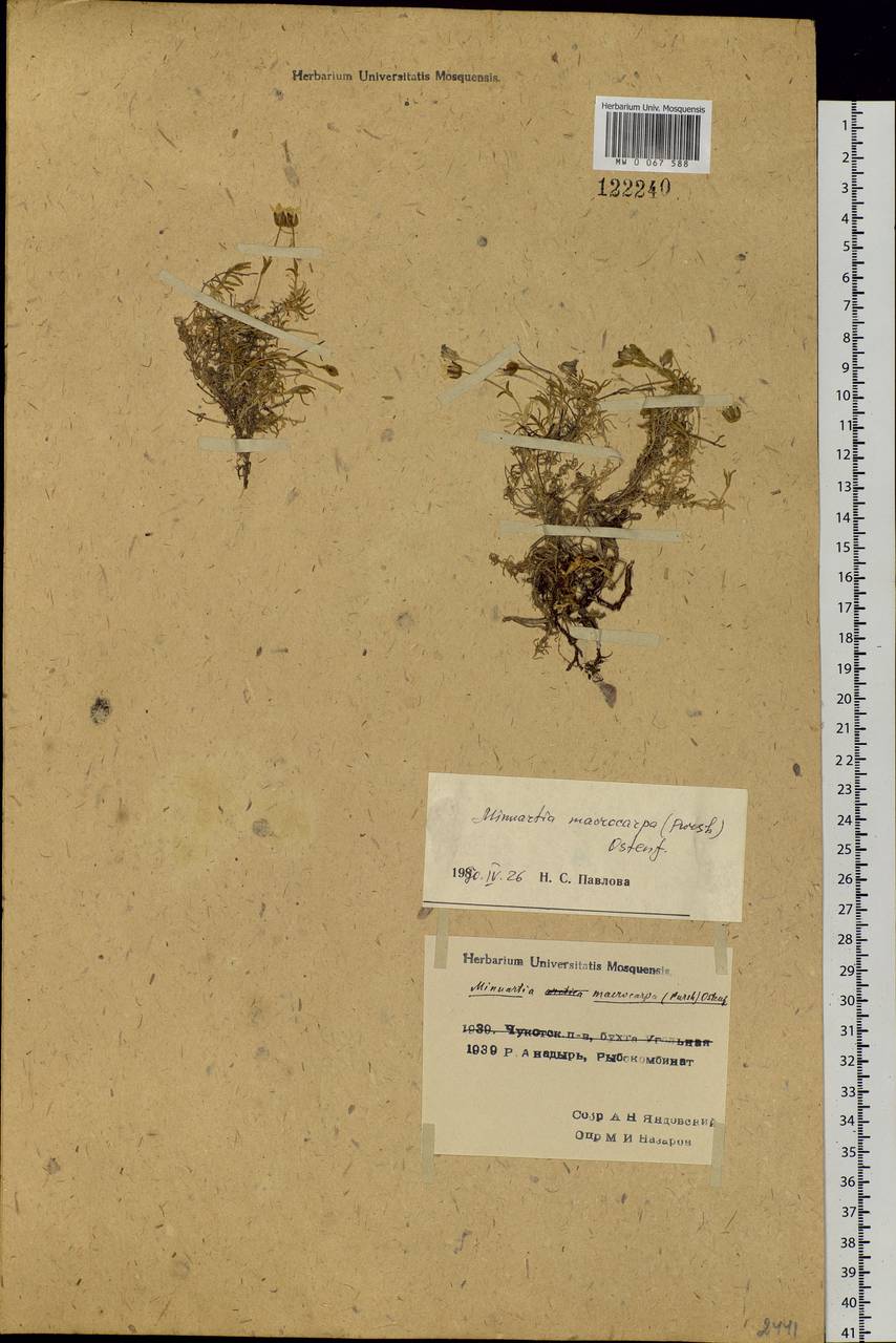 Pseudocherleria macrocarpa (Pursh) Dillenb. & Kadereit, Siberia, Chukotka & Kamchatka (S7) (Russia)