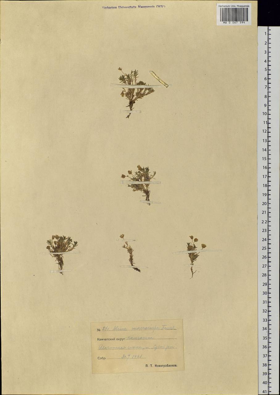 Pseudocherleria macrocarpa (Pursh) Dillenb. & Kadereit, Siberia, Chukotka & Kamchatka (S7) (Russia)